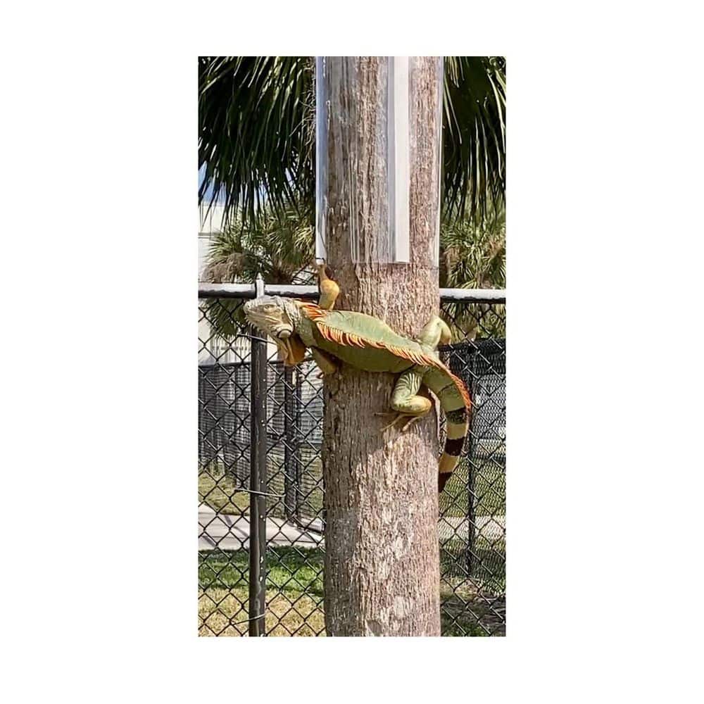 96 in. x 16 in. Outdoor Clear Tree Wrap Kit for Iguana Deterrence price history on PriceWatchPro