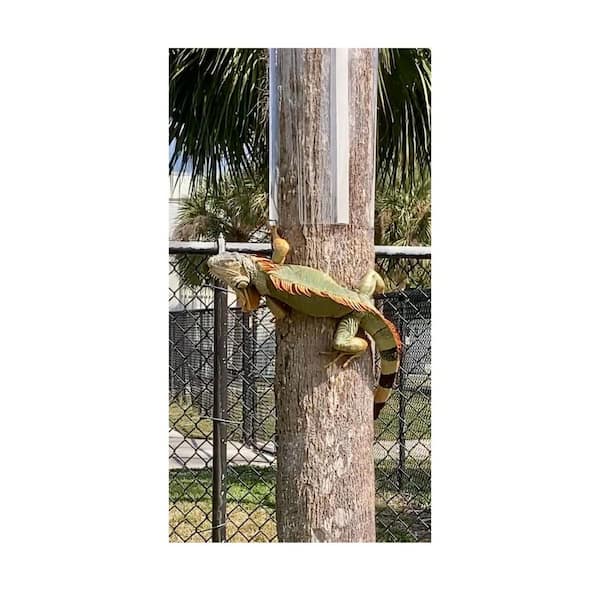 96 in. x 16 in. Outdoor Clear Tree Wrap Kit for Iguana Deterrence