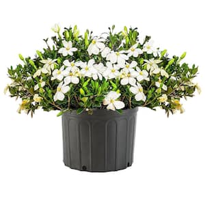 2.25 Gal. Gardenia Kleim's Hardy Shrub with White Flowers