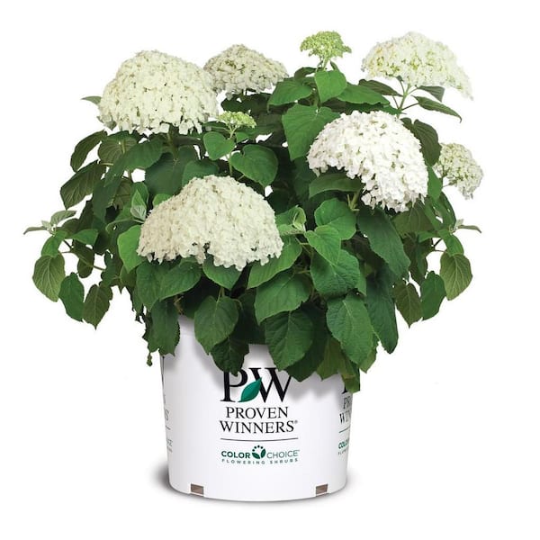 PROVEN WINNERS Smooth Hydrangea (Arborescens) Incrediball