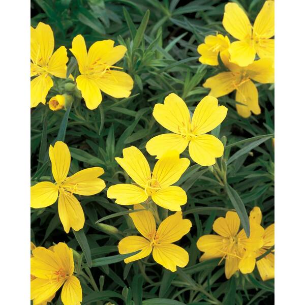 PROVEN WINNERS 0.65 Gal. Lemon Drop Primrose (Oenothera) Live Plant, Yellow Flowers