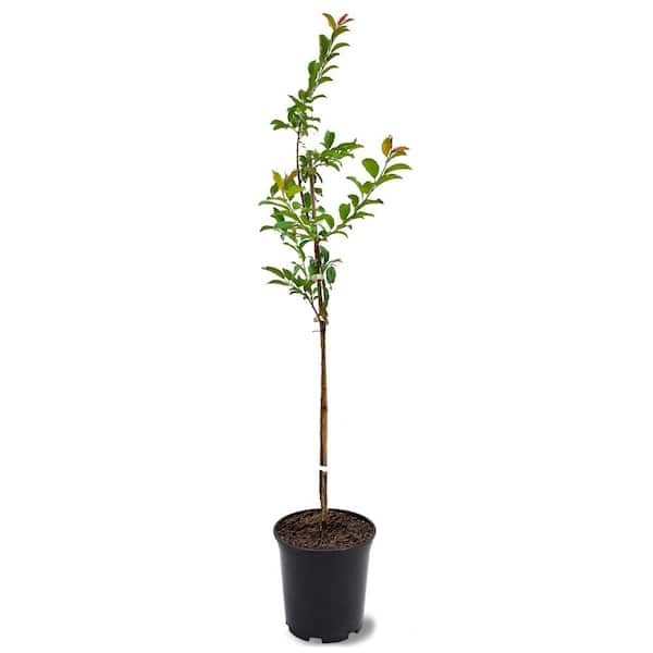 Santa Rosa Plum Tree  5' - 7'ft Tall – Tristar Plants