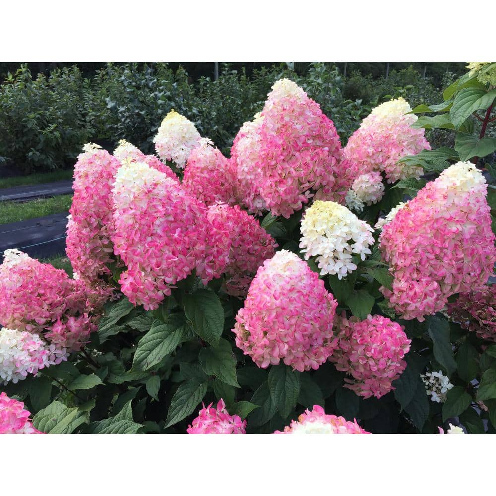 1 Gallon Multicolor Hydrangea with Large Blooms