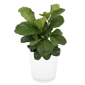 Fiddle Leaf Fig Indoor Plant in 10 in. White Décor Pot, Avg. Shipping Height 1-2 ft. Tall