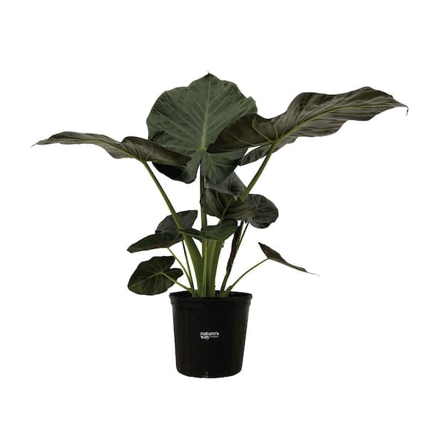 Alocasia Regal Shields Premium Indoor Live House Plant (25-30 in. Tall) in Grower Pot
