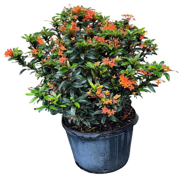 0.4 Qt. Tiny Icon Pink Asiatic Lily Plant 18729 - The Home Depot