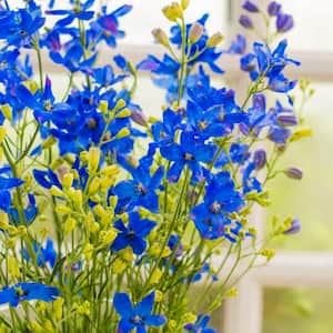 2.50 qt. Pot, Butterfly Blue Delphinium, Live Potted Perennial Plant (1-Pack)
