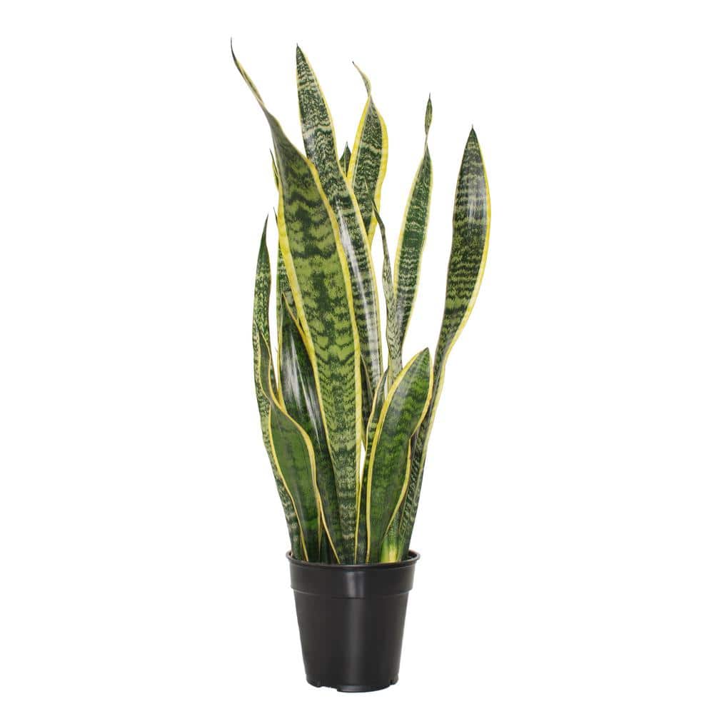 24" Black Ceramic Indoor Sansevieria Succulent