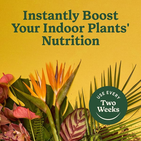 tomato plant fertilization Seedlingers Tomato Food