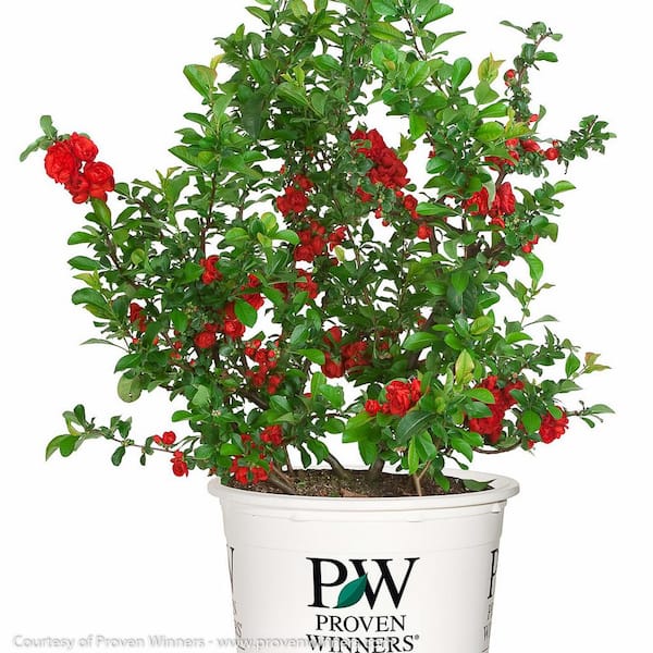 MCCORKLE 2 Gal. Double Take Scarlet Quince Flowering Shrub with Large Red Double Blooms