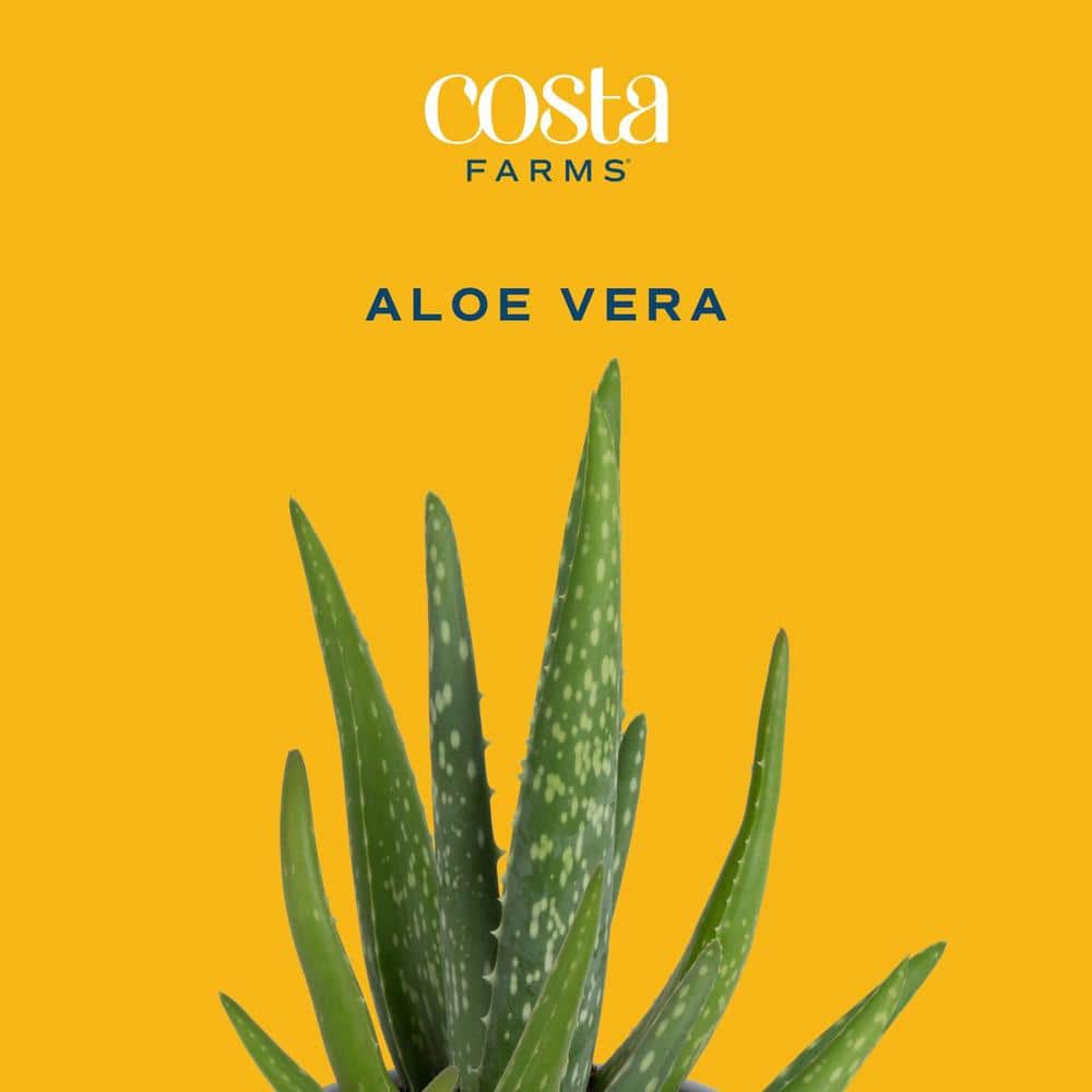 Green Aloe Vera Succulent in Black Grower Pot