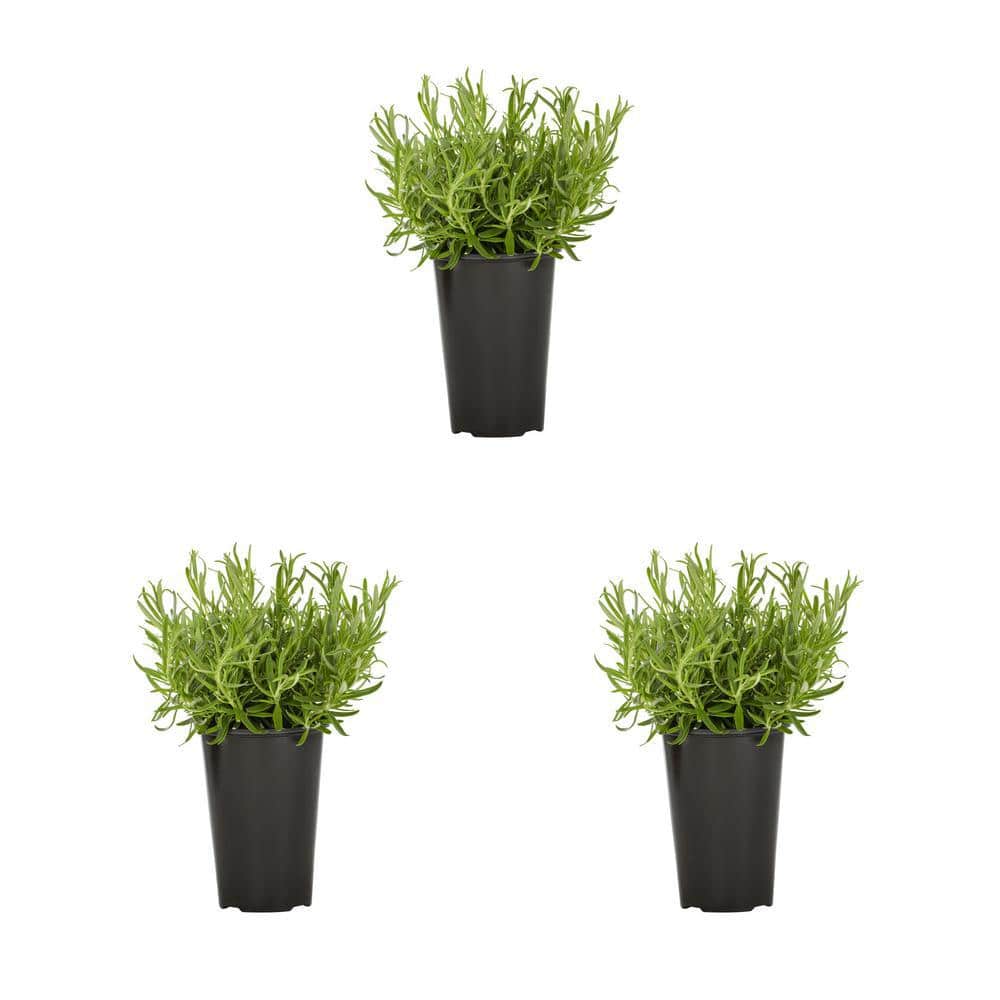 2 Qt. Rosemary Perennial Plant (3-Pack) price history on PriceWatchPro