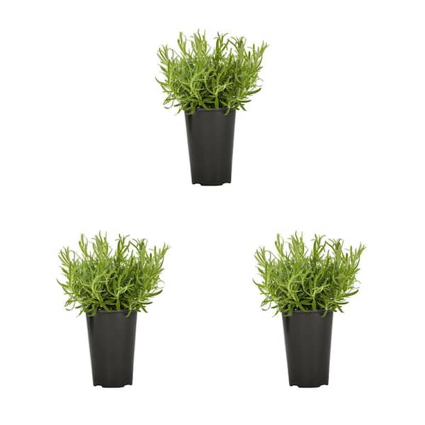 METROLINA GREENHOUSES 2 Qt. Rosemary Perennial Plant (3-Pack)