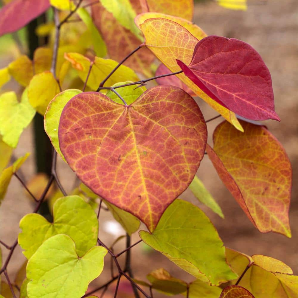 Cercis The Rising Sun Eastern Redbud - Sugar Creek Gardens