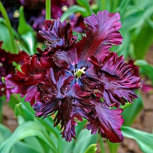 Black Parrot Tulip Dormant Spring Flowering Bulbs (25-Pack)