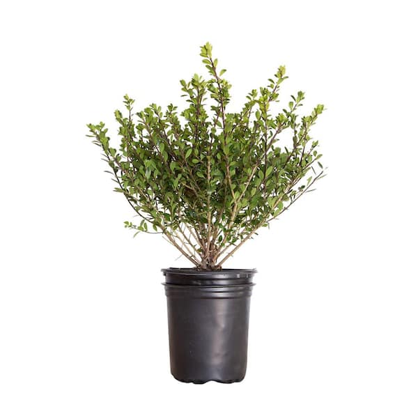 FLOWERWOOD 2.5 Qt. Compacta Japanese Holly(Ilex), Live Evergreen Shrub