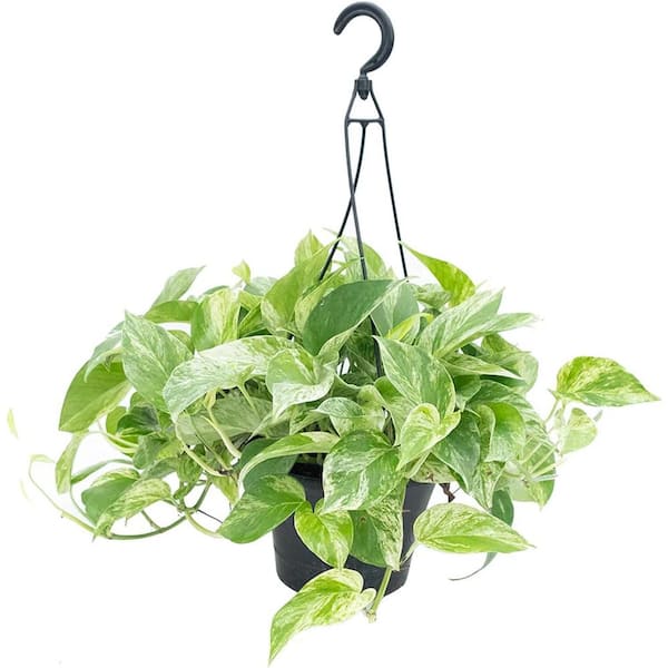 Wekiva Foliage Marble Queen Pothos Hanging Basket-Live Plant in an 8 Inch Hanging Basket-Epipremnum Aureum-Foliage Houseplant
