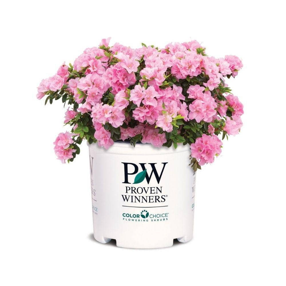 PROVEN WINNERS 2 Gal. Perfecto Mundo Double Pink Azalea Shrub with