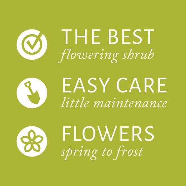 3 Gal. Orange Glow Knock Out Rose Tree with Orange Flowers