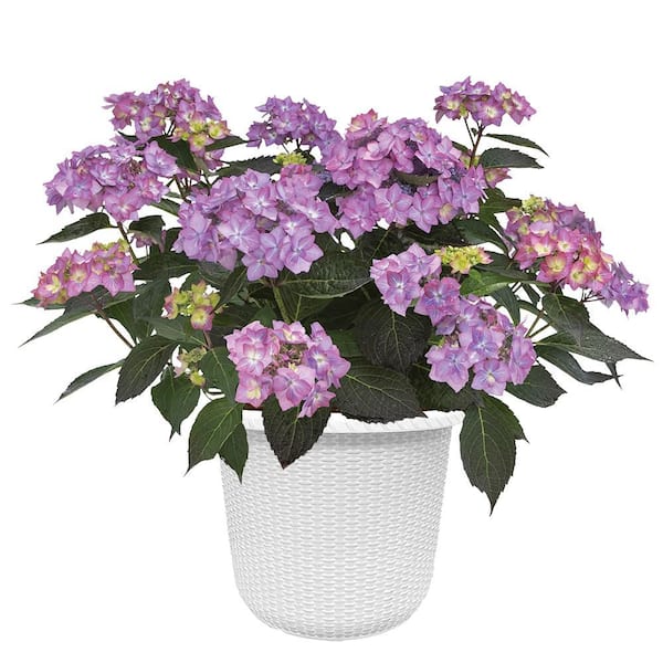 PROVEN WINNERS 2 Gal. Let's Dance Can Do Hydrangea Shrub with Pink