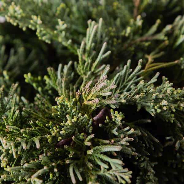 2.5 qt. Blue Rug Juniper (Juniperus Horizontalis) Creeping, Low Growing, Evergreen Shrub with Silver-Blue Foliage