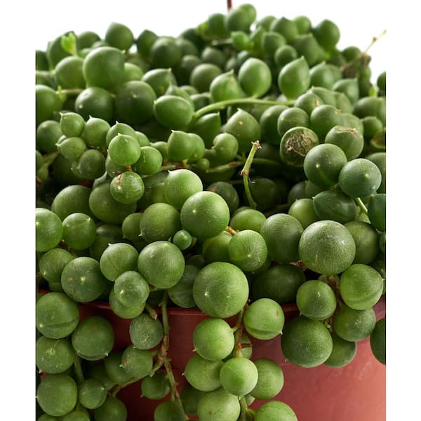 Buy String of Pearls Succulents Online in India at The Best Price –  plant-orbit