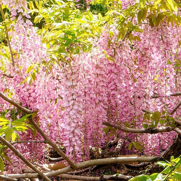 national PLANT NETWORK 2.5 Qt. Pink Wisteria Plant with Pink Blooms