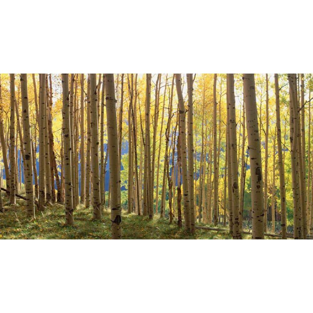 Sunlit Colorado Trees Tempered Glass Landscape Print