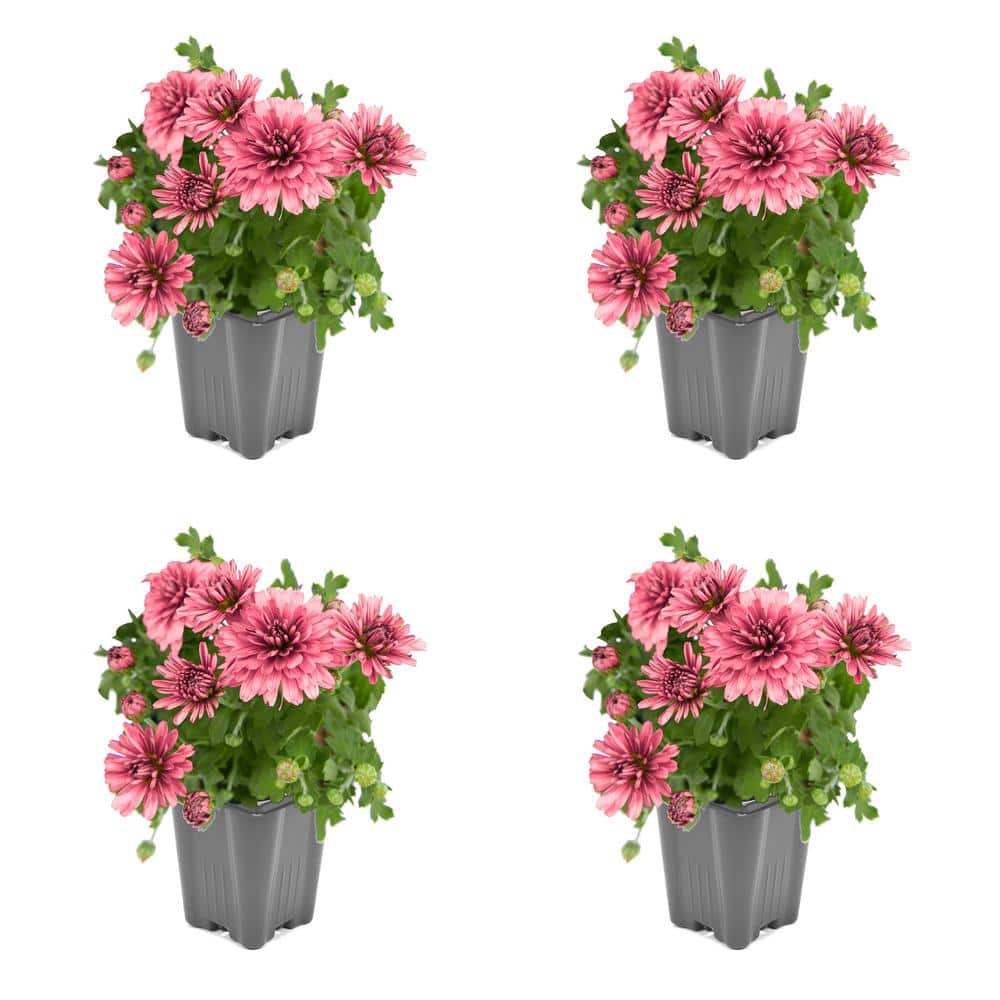 1.0-Pint Spring Mum Annual Plant with Pink Flowers (4-Pack)