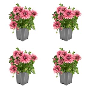 1.0-Pint Spring Mum Annual Plant with Pink Flowers (4-Pack)