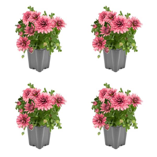 Unbranded 1.0-Pint Spring Mum Annual Plant with Pink Flowers (4-Pack)