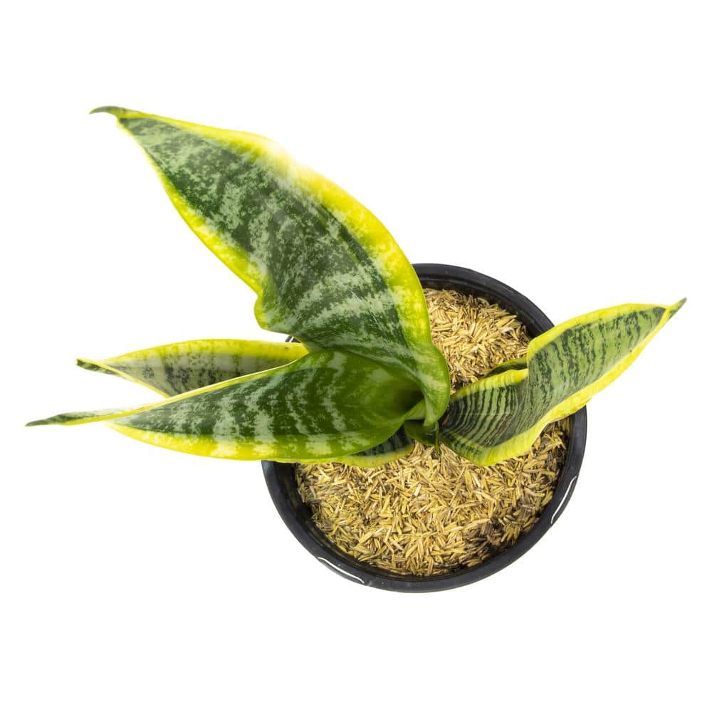 Sansevieria Laurentii Green Indoor Snake Plant in Plastic Planter