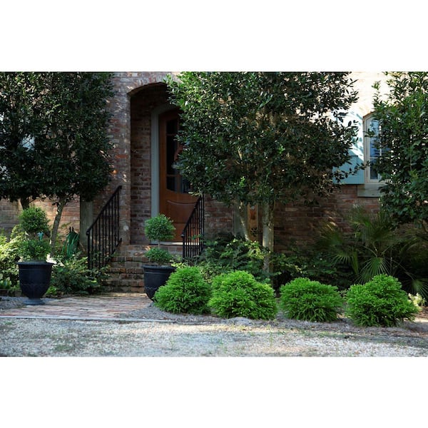 Reviews for SOUTHERN LIVING 2 Gal. Dragon Prince Cryptomeria Reviews for SOUTHERN LIVING 2 Gal. Dragon Prince Cryptomeria