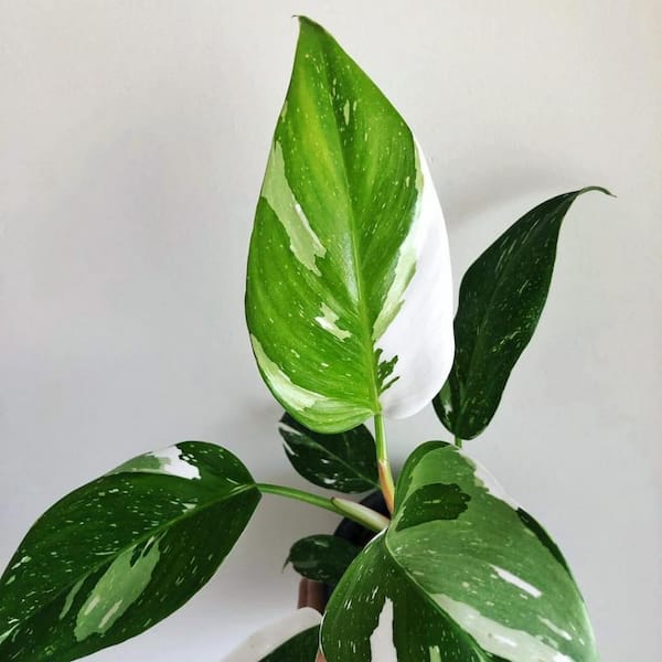 Enchanting White Princess Philodendron-Live Starter Plant in a 4 in. Pot-Philodendron Erubescens White Princess
