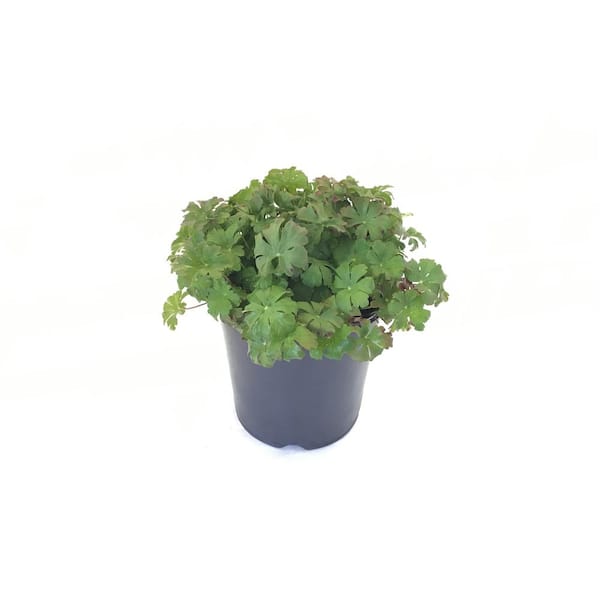 1 Gal. Geranium Boom Chocolatta Plant with Purple Blossoms in Grower Pot
