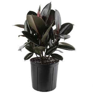 Burgundy Rubber Indoor Plant in 8.75 in. Grower Pot, Avg. Shipping Height 2-3 ft. Tall