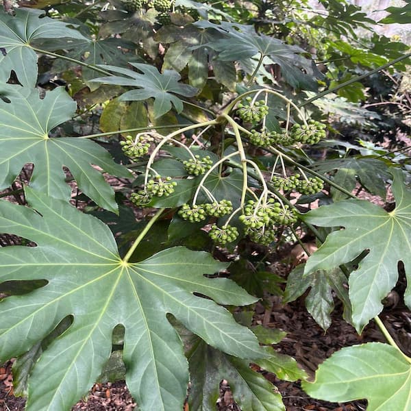 OnlinePlantCenter 3 Gal. BigLeaf Paper Plant Japanese Aralia Shrub
