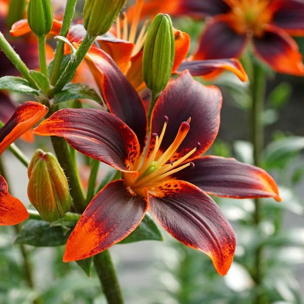 Breck's Forever Susan Asiatic Lily Dormant Bulbs, Orange Colored Flowers  (3-Pack) 60959 - The Home Depot
