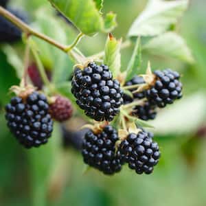 Bareroot Bushel and Berry Baby Cakes Blackberry Live Plant, Non-GMO