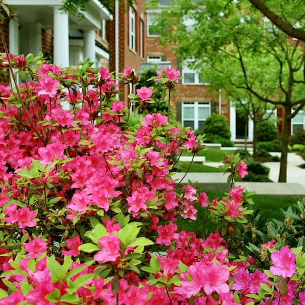national PLANT NETWORK 2.25 Gal. Rose Azalea Plant with Pink