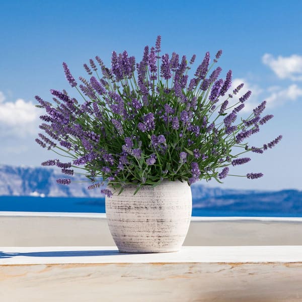 national PLANT NETWORK 3.5 in. Lavender Pollinator Seed Grow Kit