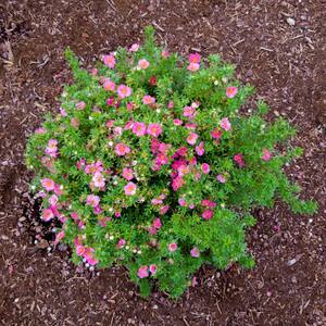 Jumbo Pint Bella Bellissima Potentilla Live Shrub, Rich Pink Flowers