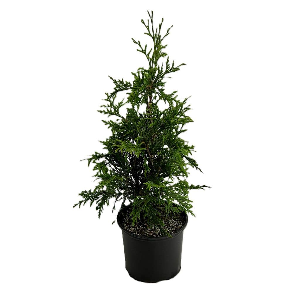 1 Gal. Green Giant Arborvitae (thuja) Live Evergreen Privacy Shrub price history on PriceWatchPro