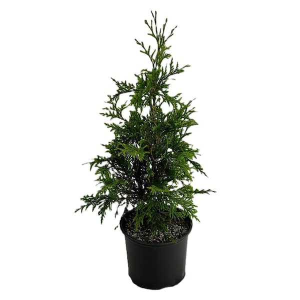 1 Gal. Green Giant Arborvitae (thuja) Live Evergreen Privacy Shrub