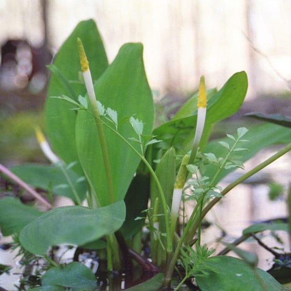 Unbranded 4 in. Potted Bog/Marginal Golden Club Pond Plant