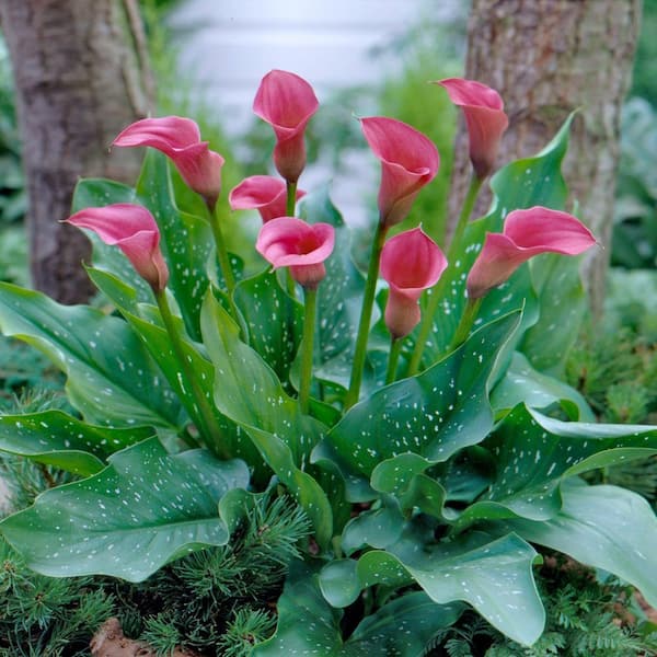 LIS CALLA｜“IN HER GREATEST YEARS” Be My® Destiny - Calla