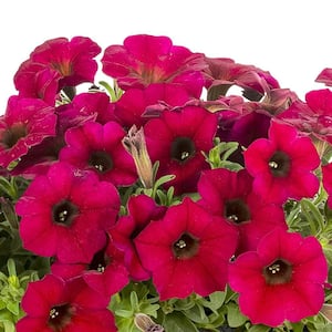 2 QT. Bordeaux Premium SuperCal Petunia Outdoor Annual Plant with Red Flowers (3-Pack)