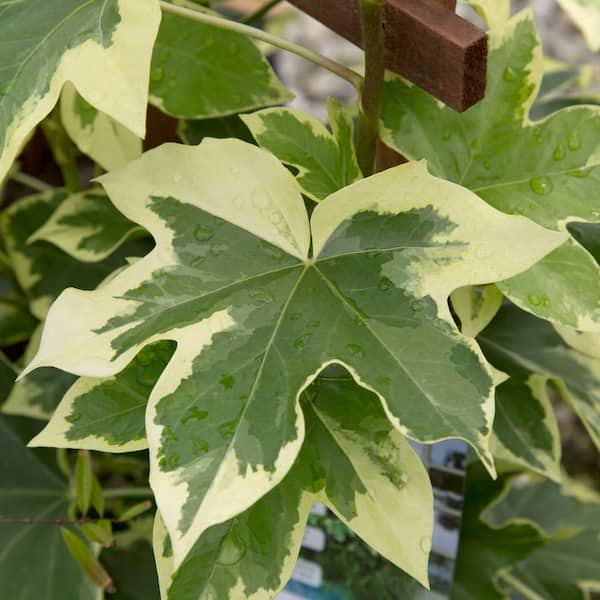 3 Gal. Angyo Star Fatshedera, Live Evergreen Shrub, Green Foliage With White Edges
