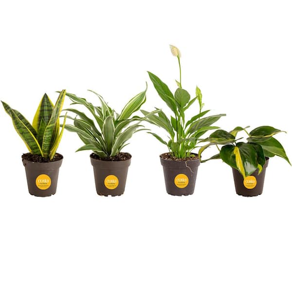 Costa Farms Grower's Choice Exotic Angel Indoor Houseplant Collection in 3.8 in. Grower Pot, Avg. Shipping Height 10 in.Tall(4-Pack)