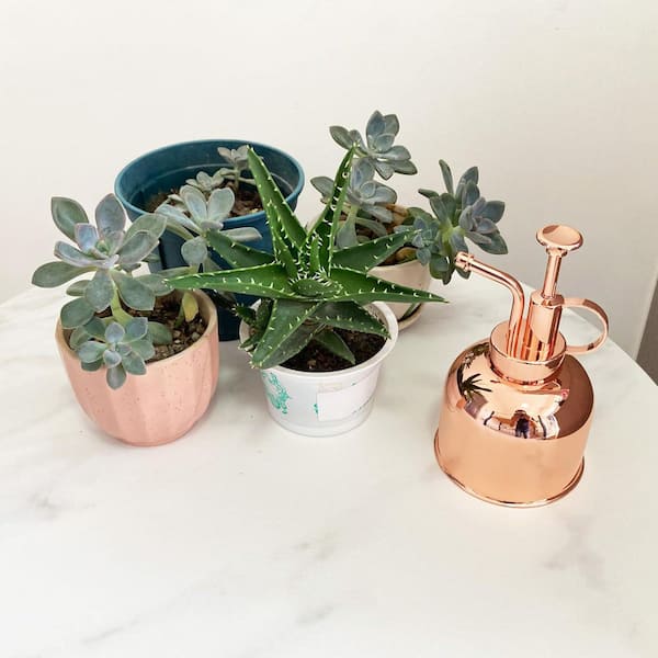 clay pots for succulents Buy Succulent Pot Online: 2.5